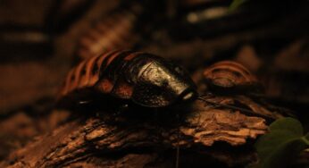 Friday Fiction: Cockroaches Down Here (Part 2)