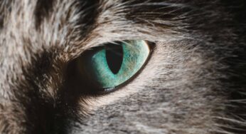 Friday Fiction: The Cats of Plain House (Part 3)