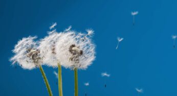 Friday Fiction: The Possibly Magical Bird (Part 2)