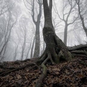 Creature Feature